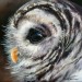 Gestreepte bosuil - Barred Owl - 60x60