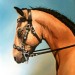 Paard - Horse 50x50 verkocht