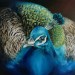 Pauw - Peacock  100x100