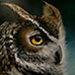Uil-Owl Oehoe 100x100