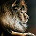 Leeuw-Lion 120x100